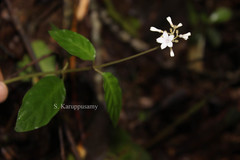 Ophiorrhiza radicans